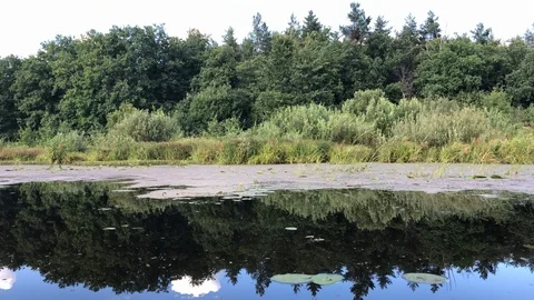 Pond surface covered with algae pan Stock Footage 94836718
