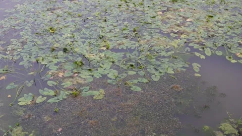 Pond surface covered 스톡 동영상 329402744