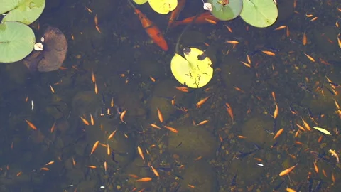 Pond surface with floating red and purple decorative fish Stock Footage 90126861
