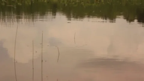 Pond Surface Stock Footage 82915430