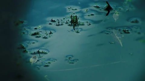 Pond Surface HD Stock Footage 1042296