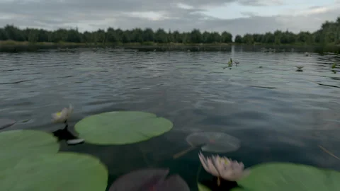 Pond surface with lily pads, daytime Vídeo Stock 342145020
