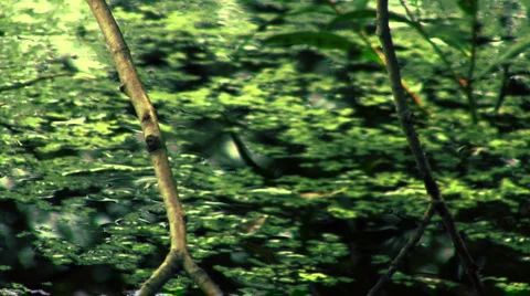 Pond Surface Ripples HD Stock Footage 1042304