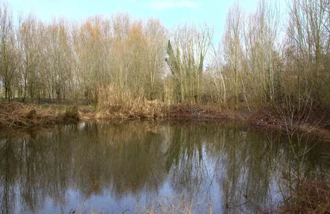 Pond surrounded by bare trees and reeds with their reflections casted in the  Stock Photos