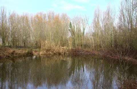 Pond surrounded by bare trees and reeds with their reflections casted in the  Stock Photos