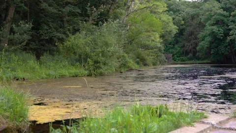 Pond Surrounded By Forest Stock Footage 171255543