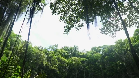A pond surrounded by green trees and rocks Stock Footage 71288010