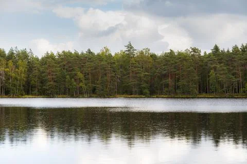A pond surrounded by pine forest. Summer day. Stock Photos