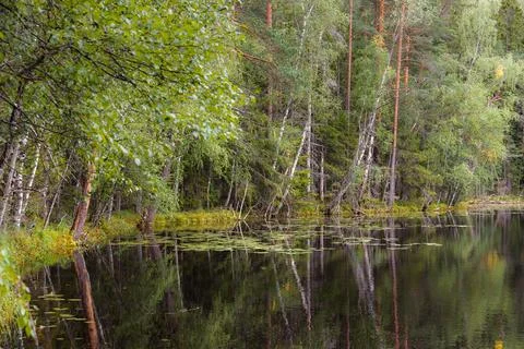 A pond surrounded by pine forest. Summer day. Stock Photos