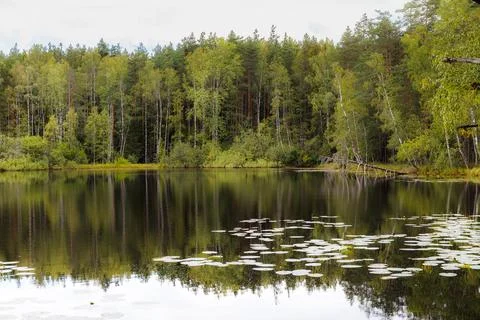 A pond surrounded by pine forest. Summer day. Stock Photos