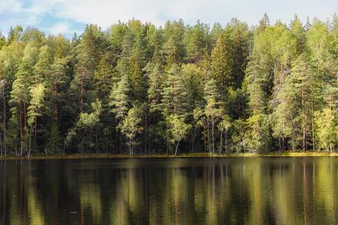 A pond surrounded by pine forest. Summer day. Stock Photos