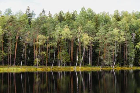 A pond surrounded by pine forest. Summer day. Stock Photos