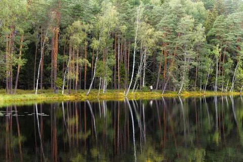 A pond surrounded by pine forest. Summer day. Stock Photos