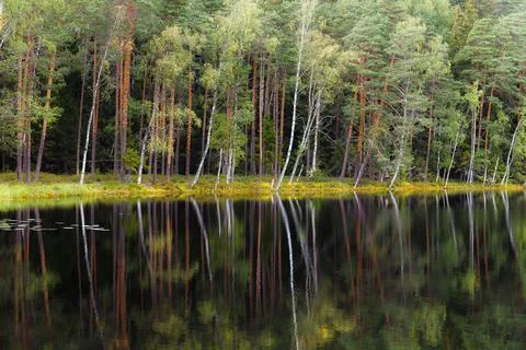A pond surrounded by pine forest. Summer day. Stock Photos