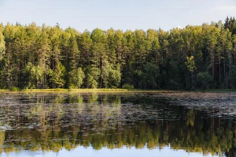 A pond surrounded by pine forest. Summer day. Stock Photos