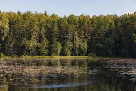 A pond surrounded by pine forest. Summer day. Stock Photos