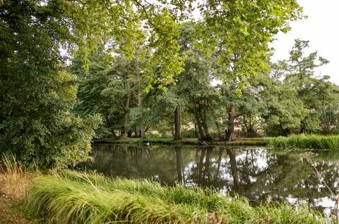 Pond surrounded by trees. Stock Photos
