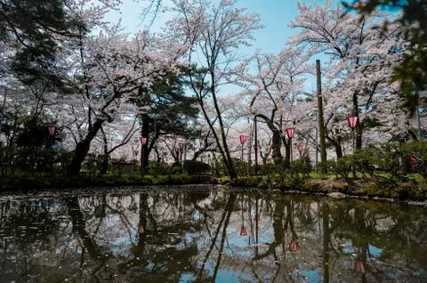 Pond surrounded by white cherry blossoms Stock Photos