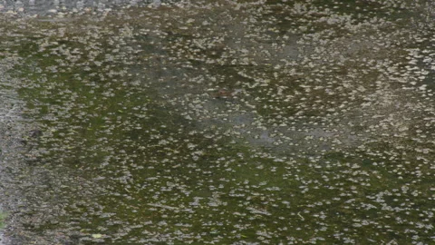 Pond Swamp closeup Stock Footage 277304011