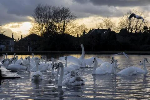 Pond with swans Photos