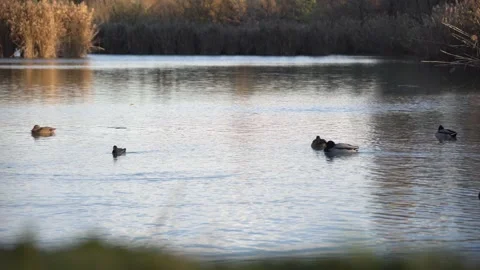 Pond with swimming ducks 動画素材 166059171