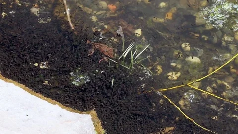 Pond with tadpoles Stock Footage 159398091