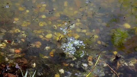 Pond with tadpoles Stock Footage 159398201