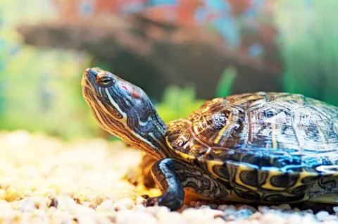 Pond terrapin Stock Photos