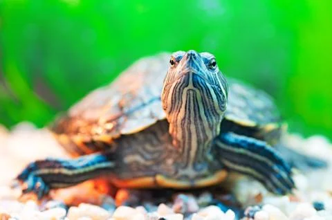 Pond terrapin Stock Photos