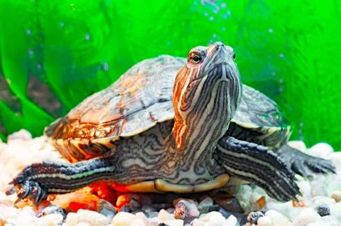 Pond terrapin Stock Photos