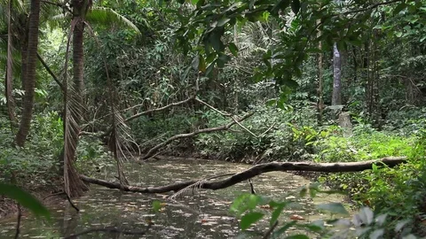 Pond in the thicket of the rainforest Stock Footage 77531665