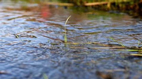 Pond Time-Lapse: Captivating Water Ripples - 4k Stock Footage 266596060