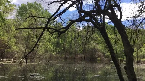 Pond Time Lapse With Wind Through Trees. Stock Footage 240129674