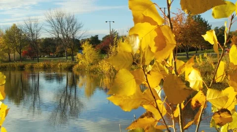Pond tracking Stock Footage 1038556