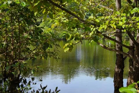 A pond with a tree in the background Stock Photos