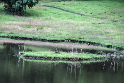 A pond with a tree in the background Stock Photos