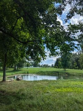 A pond with a tree in the background Stock Photos