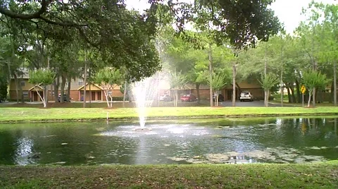 Pond with Tree Branches Video stock 5220525