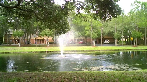 Pond with Tree Branches Video stock 5222291