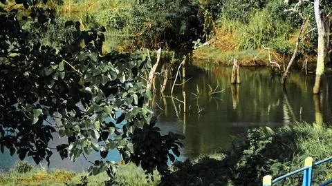 A pond with a tree in the foreground Stock Photos