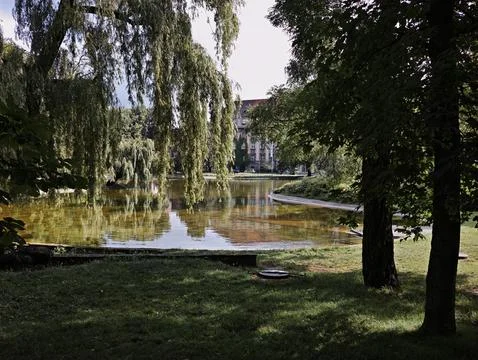 A pond with a tree in front of it. Stock Photos