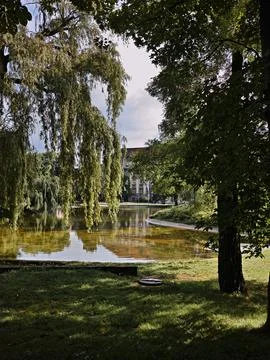 A pond with a tree in front of it. Stock Photos
