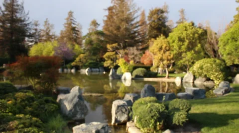 Pond &amp; Trees Background Blurry Stock Footage 39910941