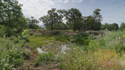 A pond with trees in the background Stock Footage 298060084