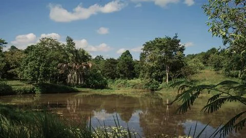 A pond with trees in the background Stock Photos