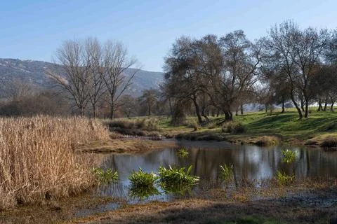 A pond with trees in the background Stock Photos