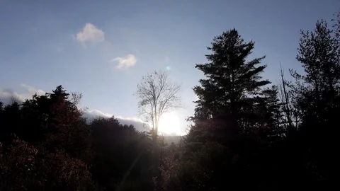 Pond Trees pan down to spring wildflowers Stock Footage 109190862