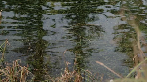 Pond with Trees Reflecting on the Surface Stock-Footage 300380088