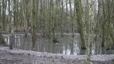 Pond with trees upward tilt Stock-Footage 295344557