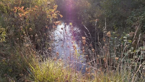 Pond Trees wildflowers pan up to spring sun flare Stock Footage 109190857